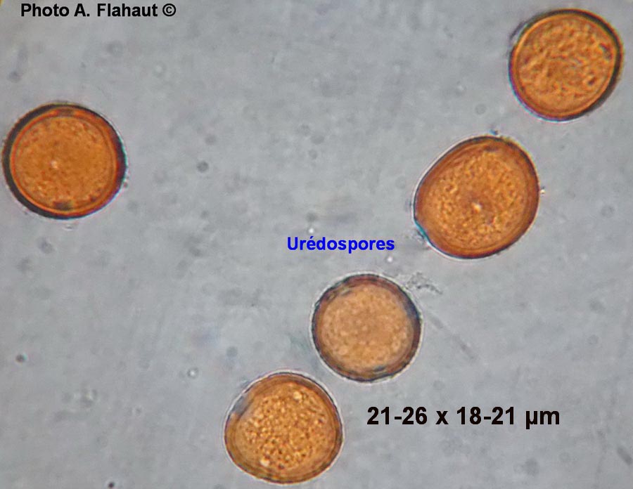 Puccinia crepidicola