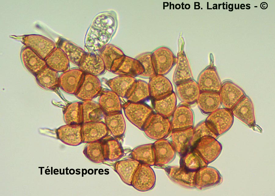 Puccinia dichondrae