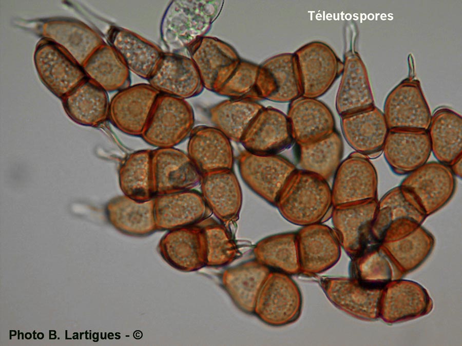 Puccinia dichondrae