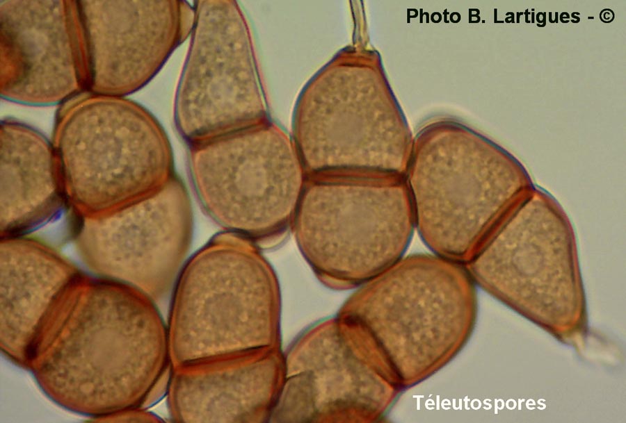 Puccinia dichondrae