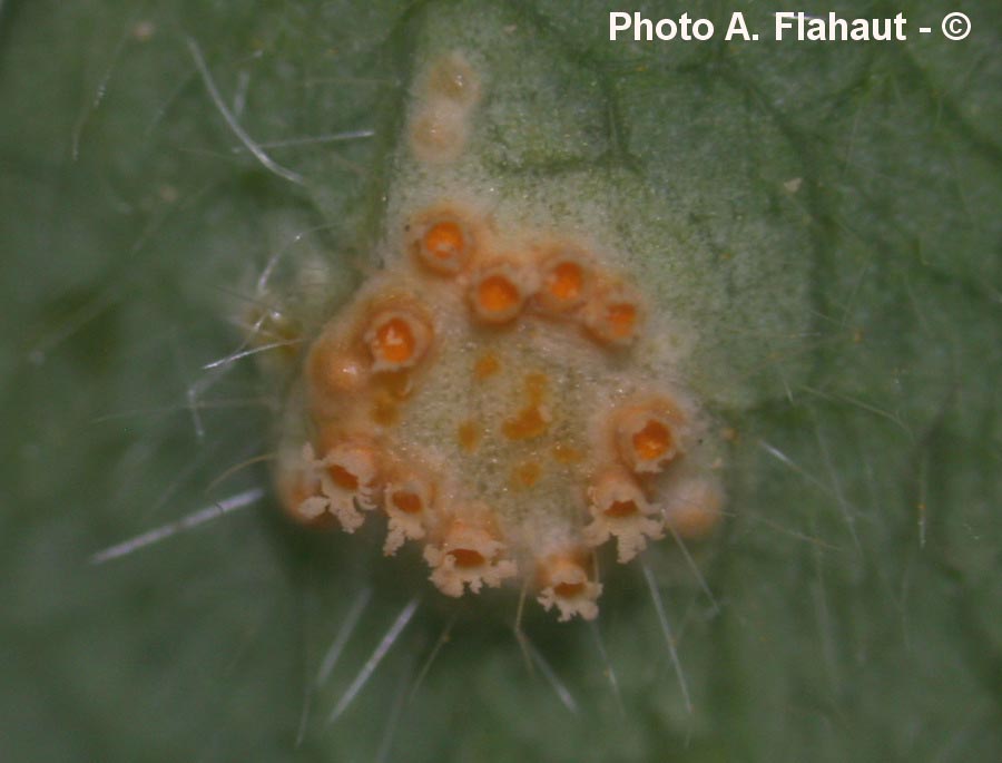 Puccinia festucae