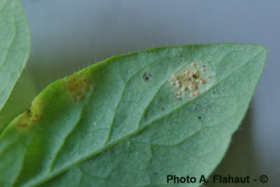 Puccinia festucae