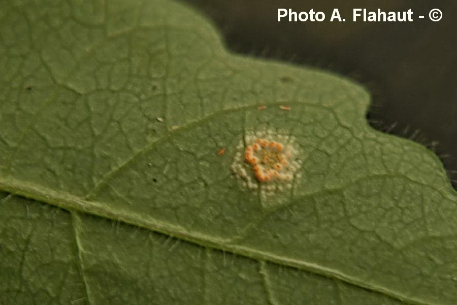 Puccinia festucae