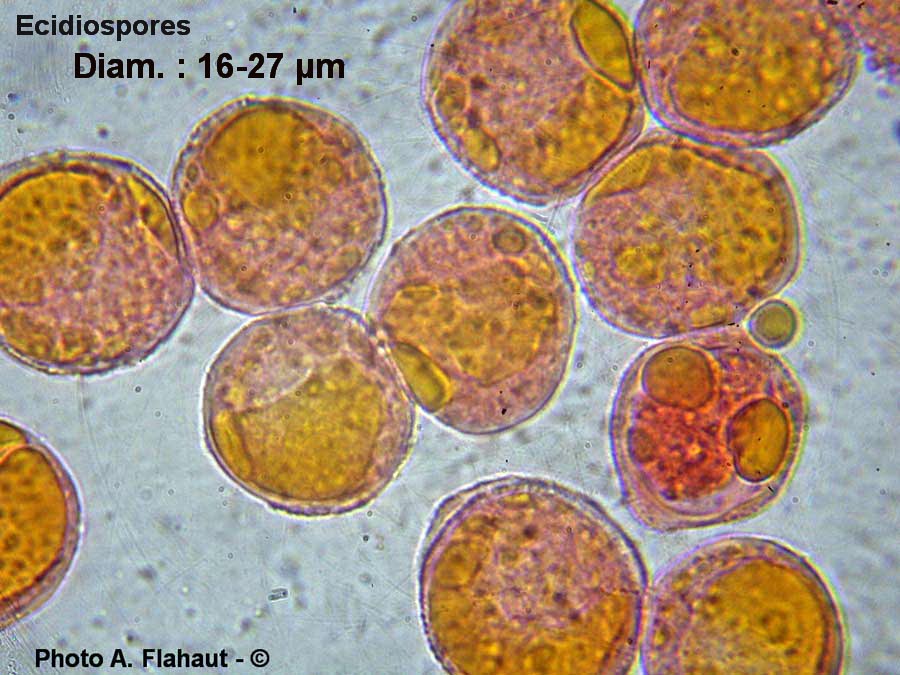 Puccinia festucae