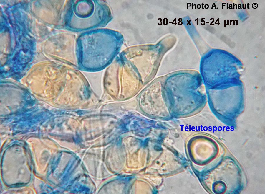 Puccinia glechomatis