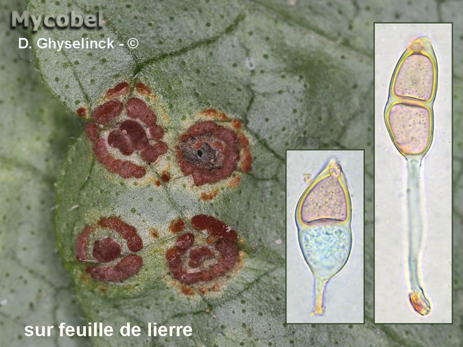 Puccinia glechomatis