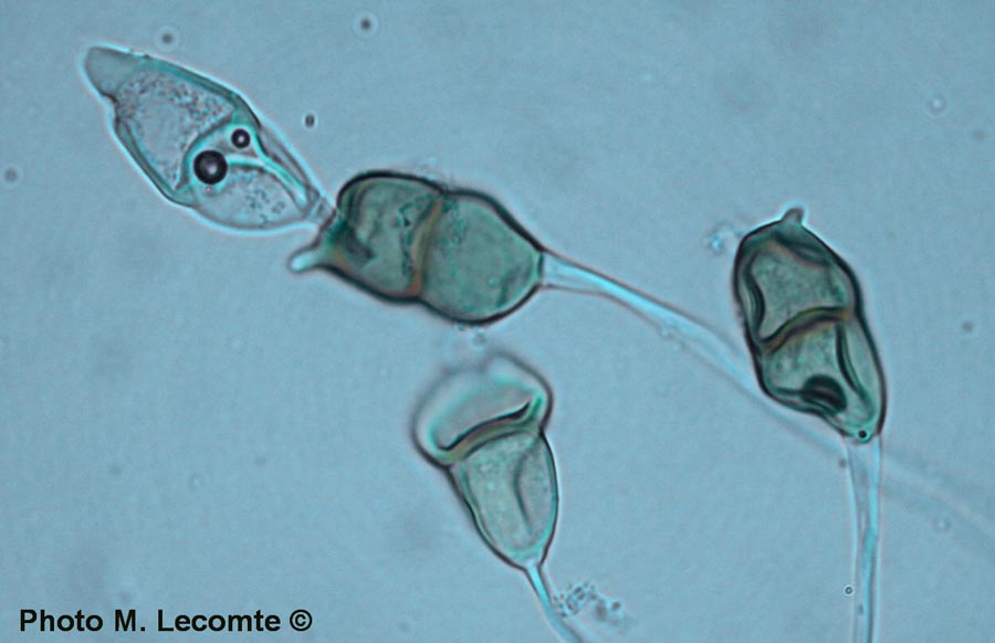 Puccinia glechomatis