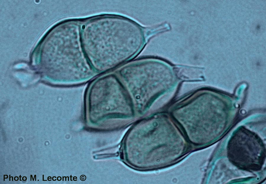 Puccinia glechomatis