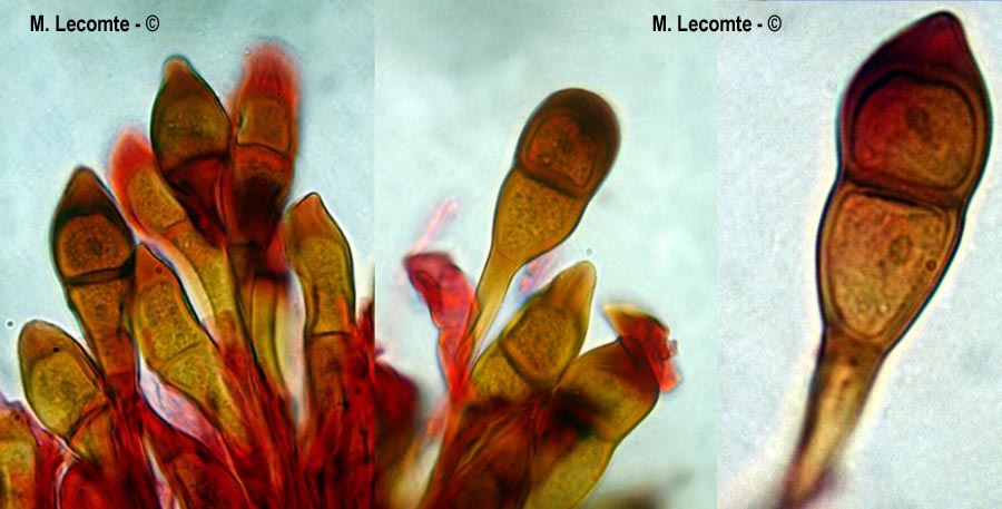 Puccinia graminis