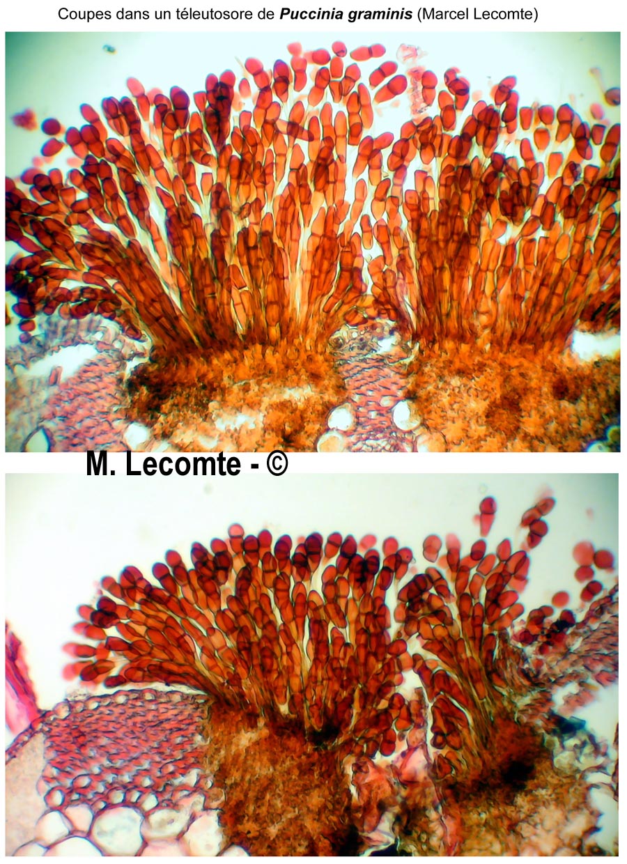 Puccinia graminis