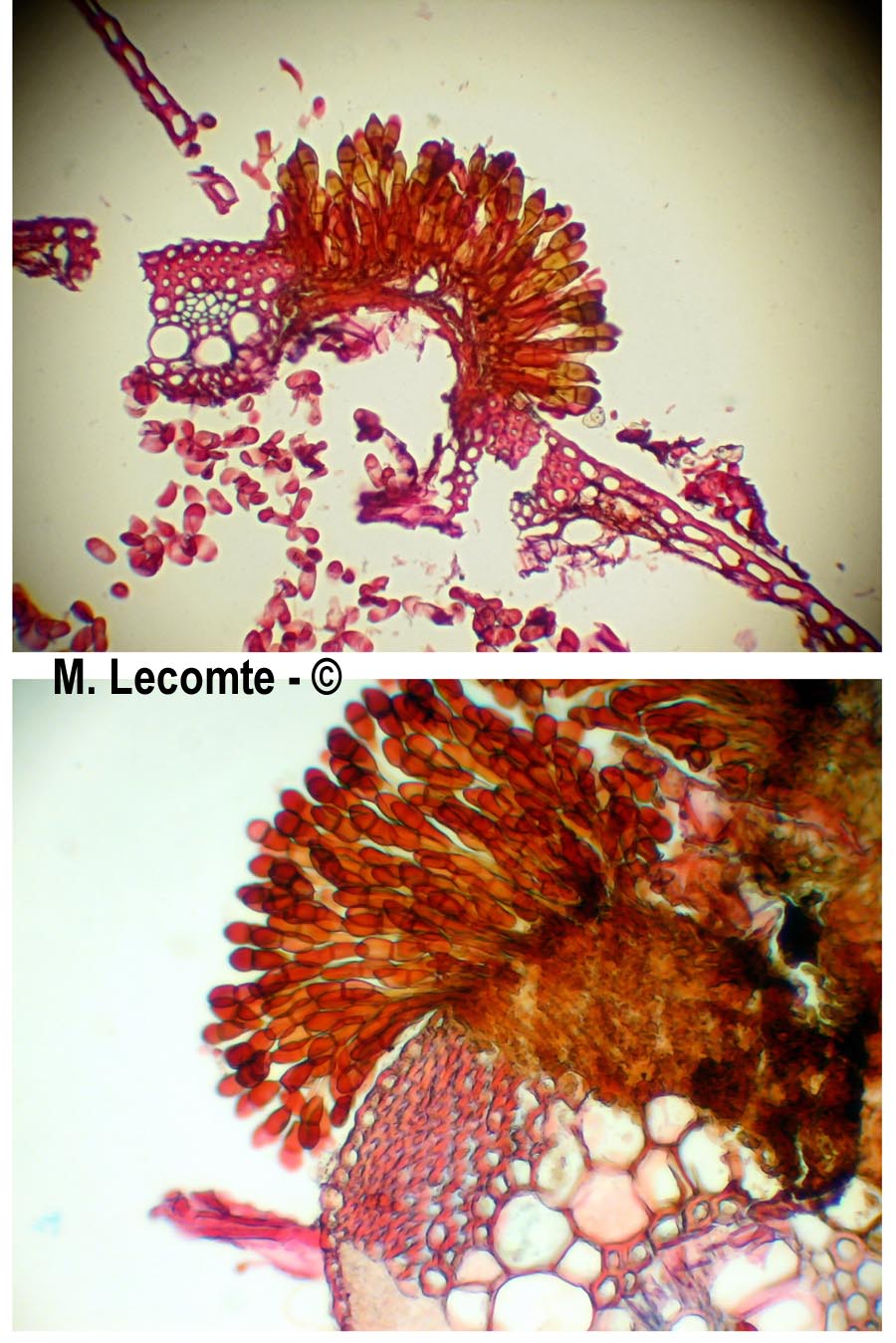 Puccinia graminis
