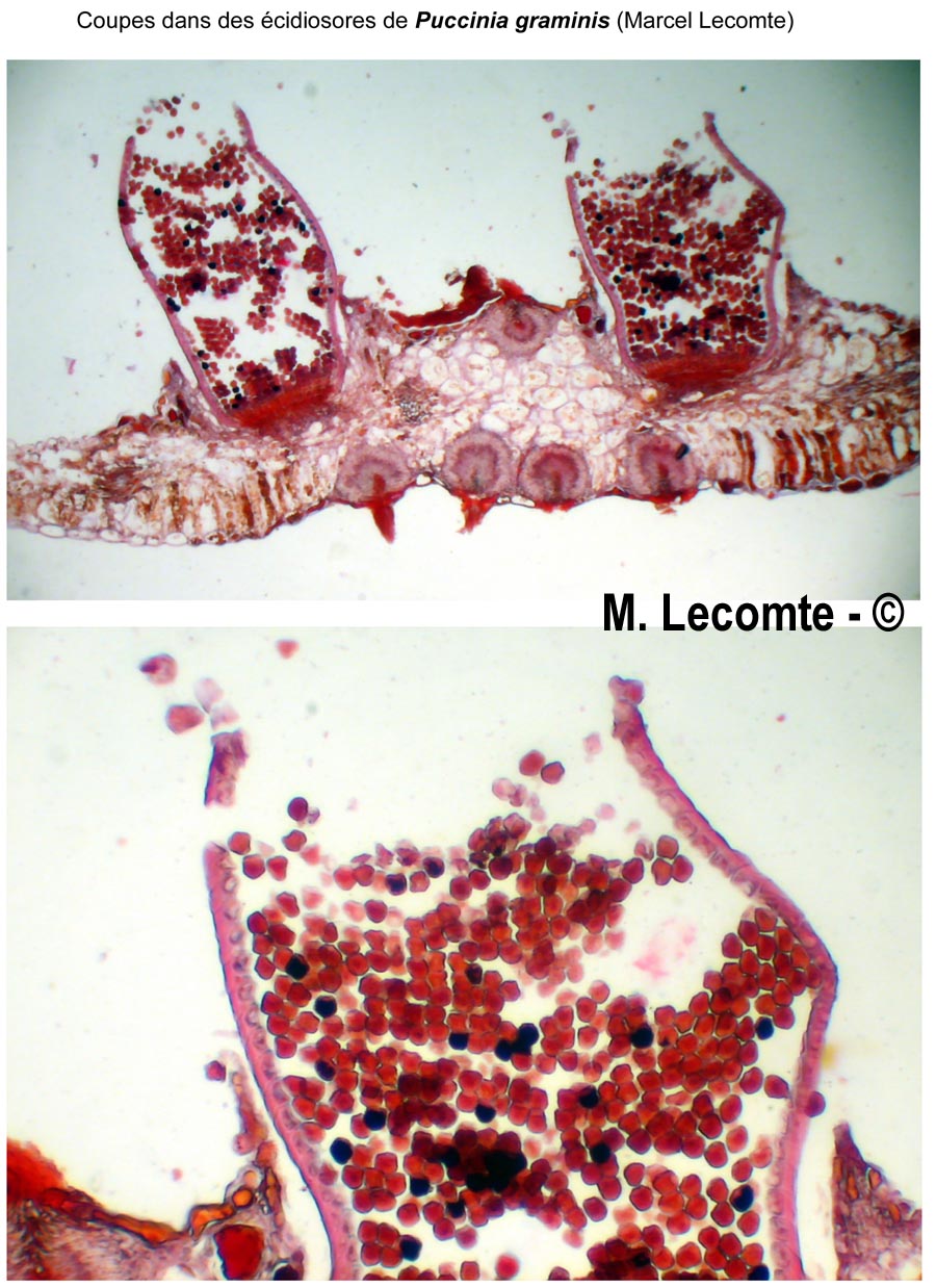 Puccinia graminis