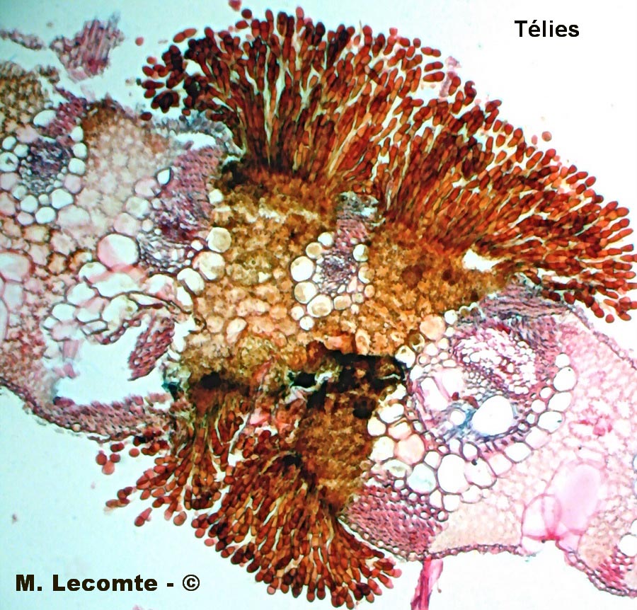 Puccinia graminis