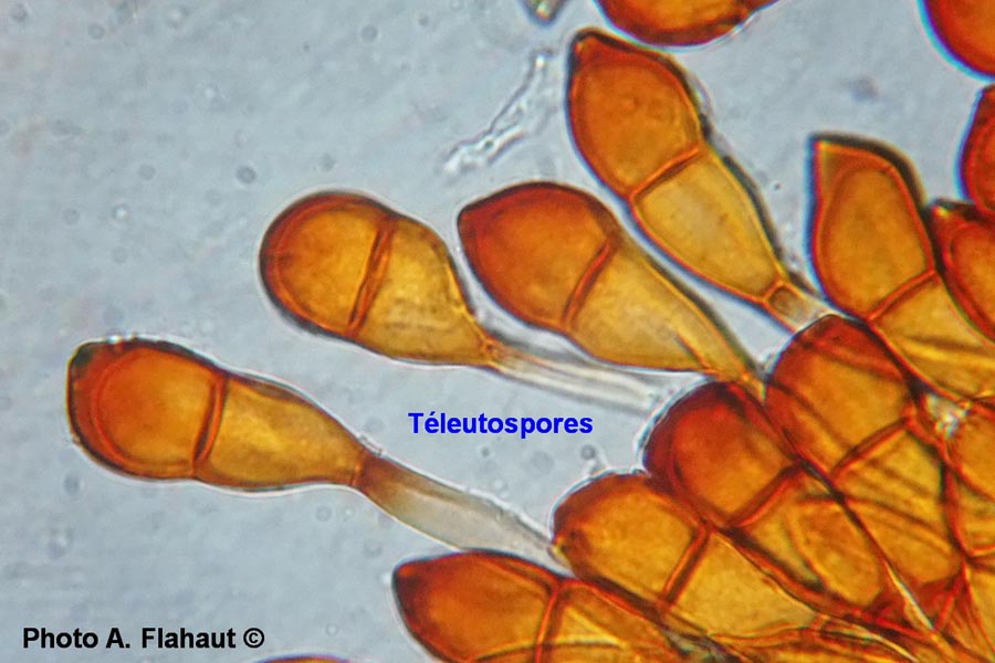 Puccinia graminis