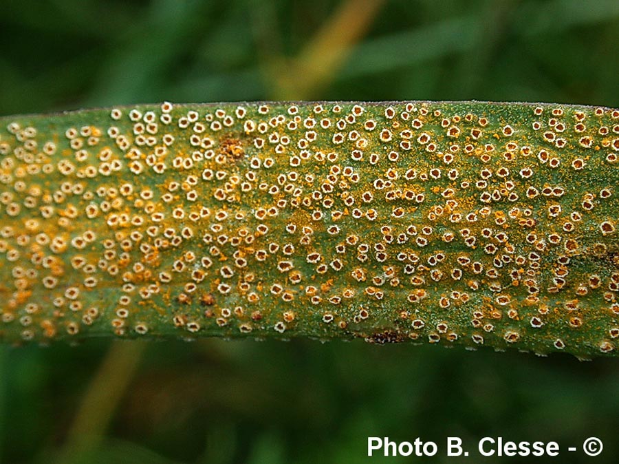 Puccinia hysterium