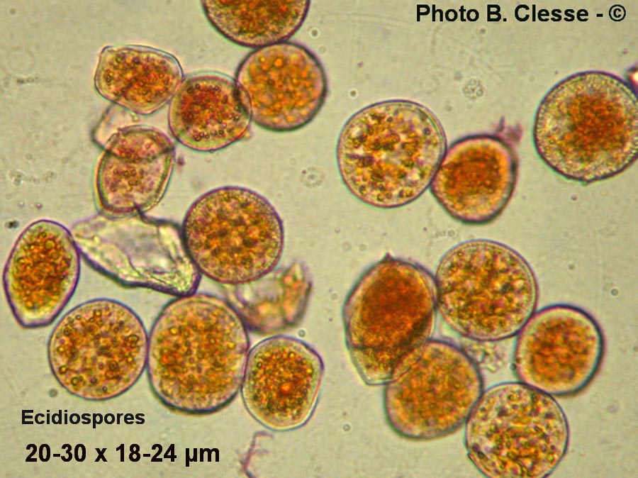 Puccinia hysterium