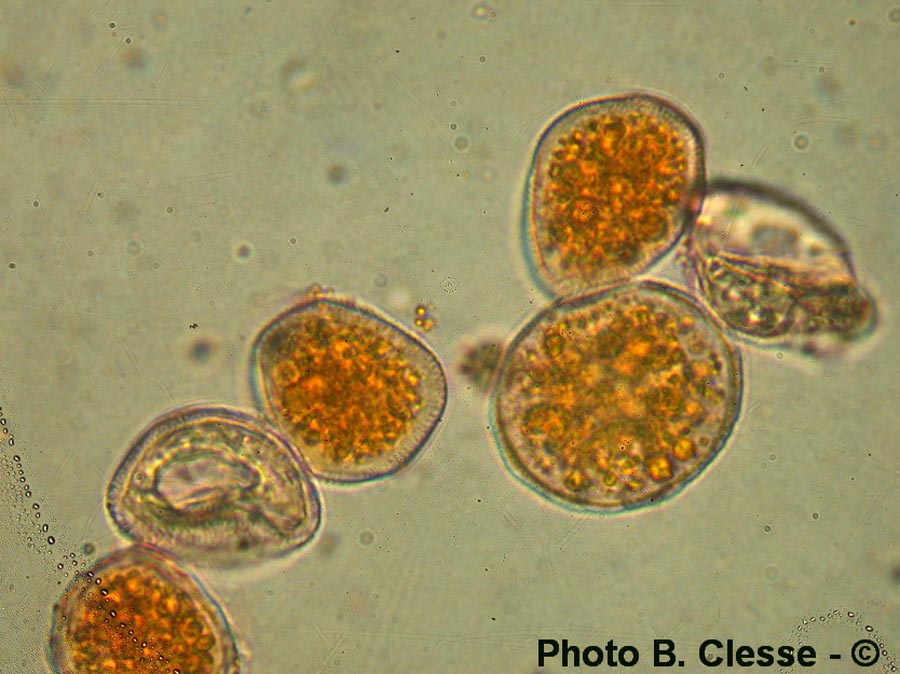 Puccinia hysterium