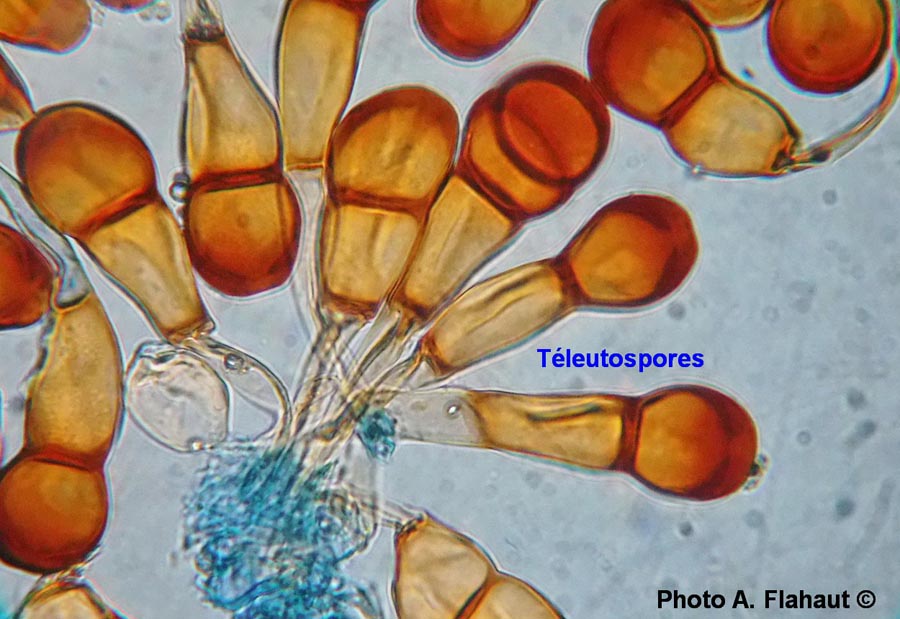 Puccinia lagenophorae