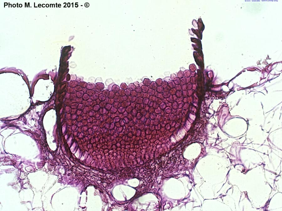 Puccinia lagenophorae