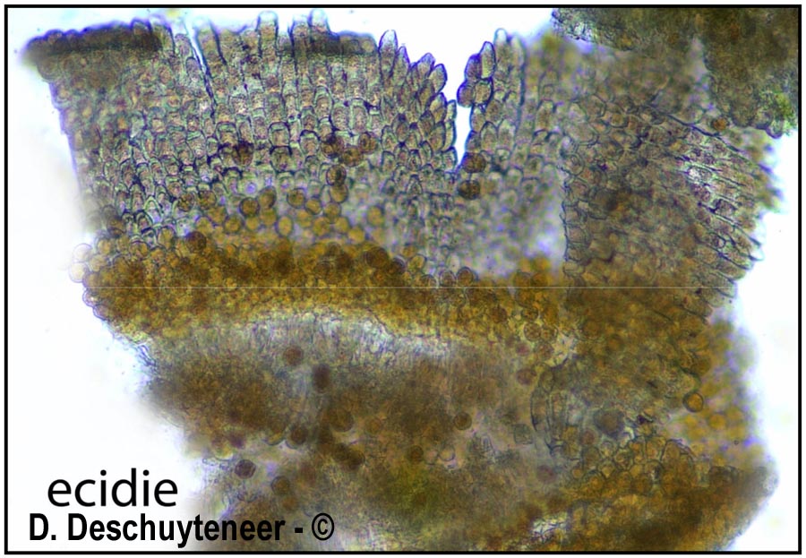 Puccinia lagenophorae