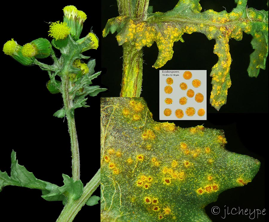 Puccinia lagenophorae