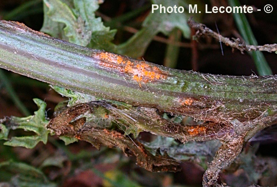 Puccinia lagenophorae