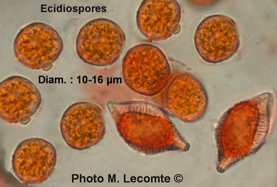 Puccinia lagenophorae