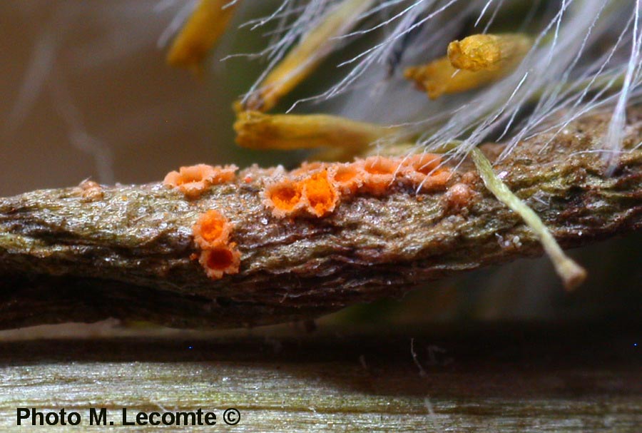 Puccinia lagenophorae