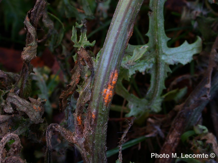 Puccinia lagenophorae