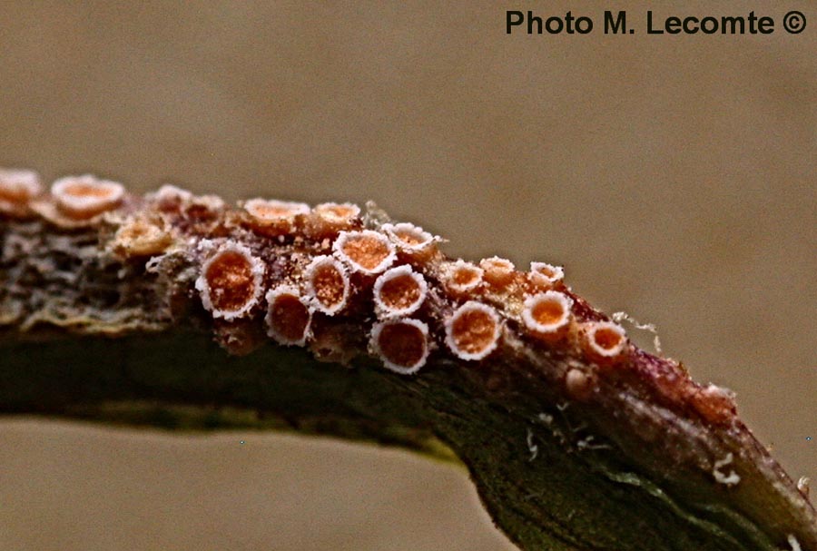 Puccinia lagenophorae