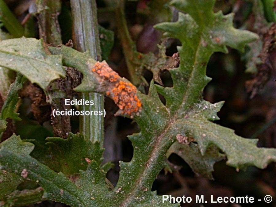 Puccinia lagenophorae