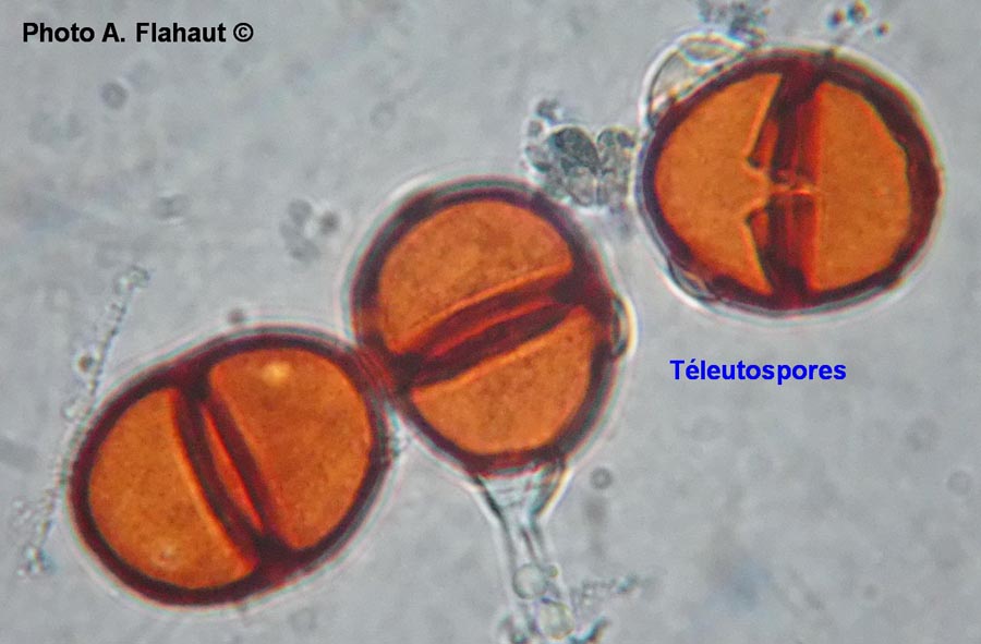 Puccinia lampsanae