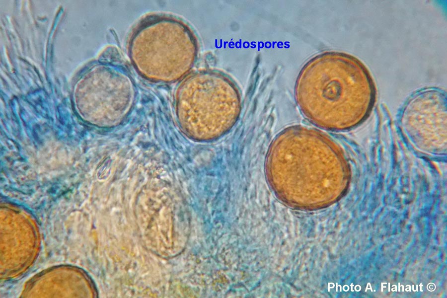 Puccinia lampsanae