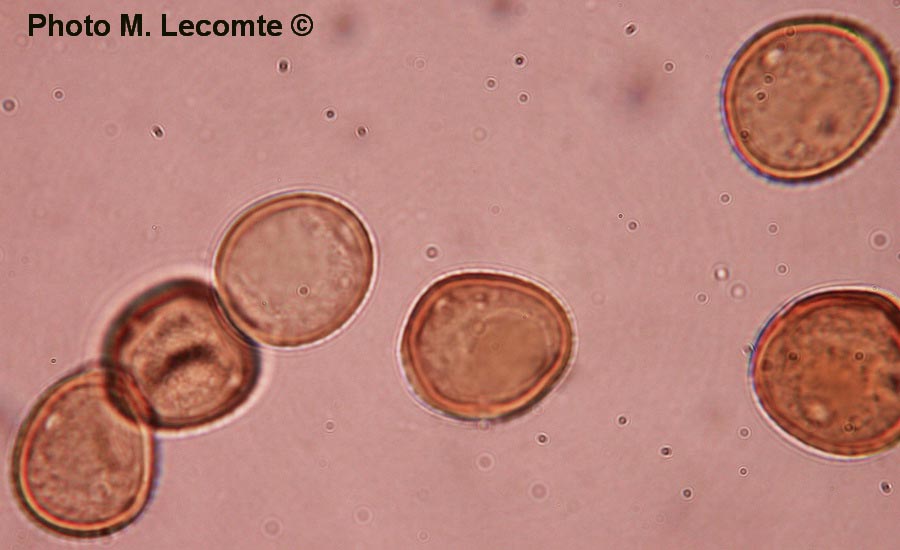 Puccinia lapsanae