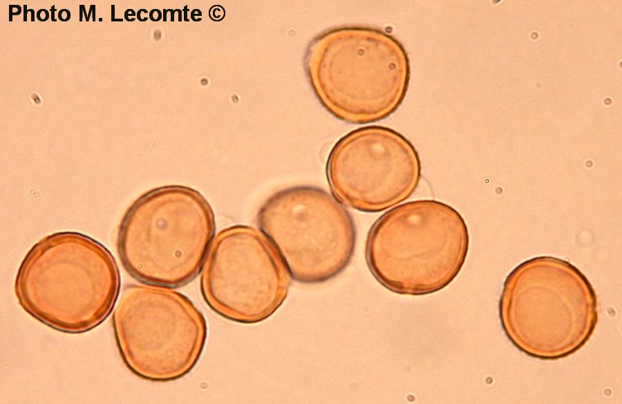 Puccinia lapsanae