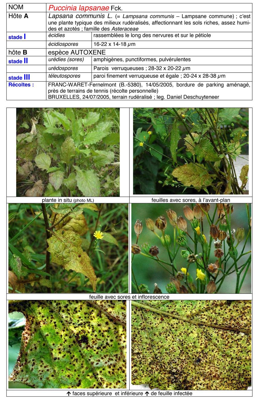 Puccinia lampsanae