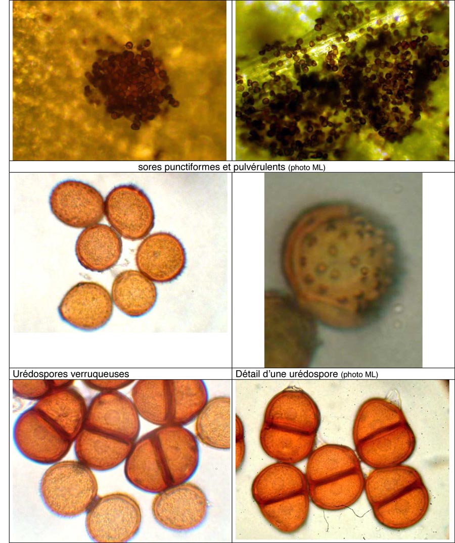 Puccinia lampsanae