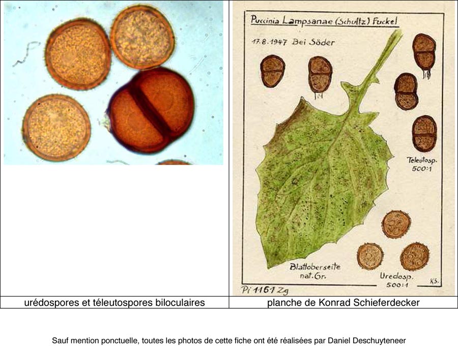 Puccinia lampsanae