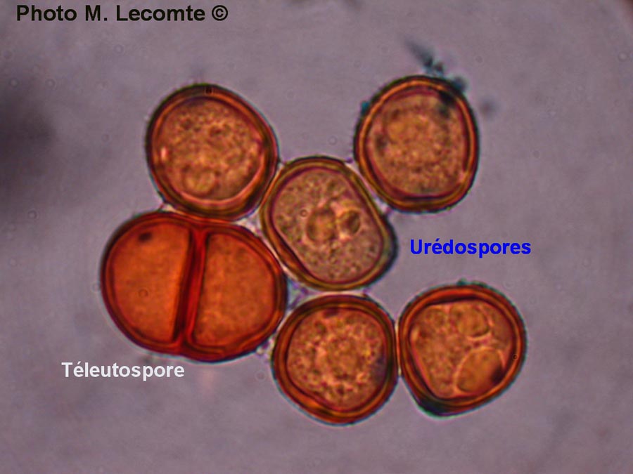 Puccinia lampsanae