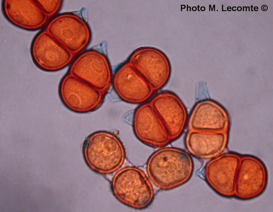 Puccinia lampsanae