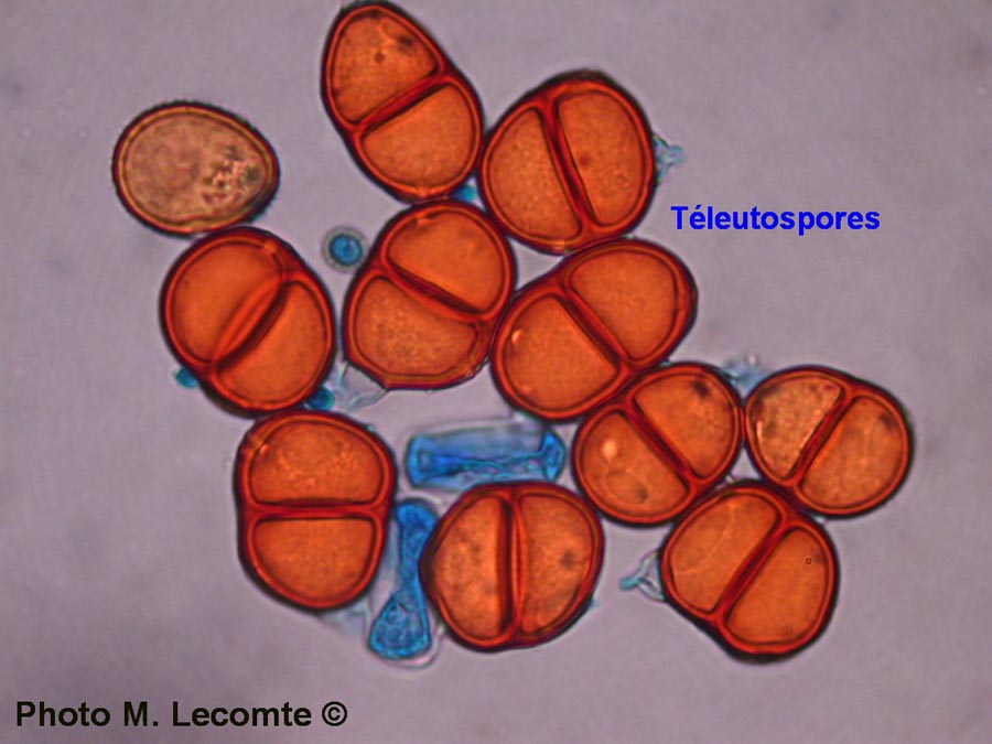 Puccinia lampsanae