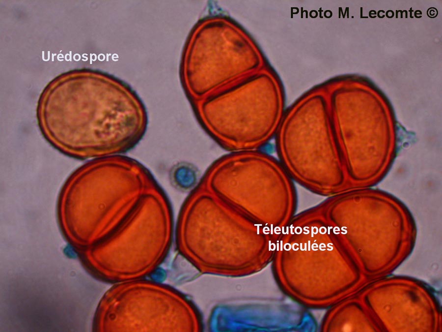 Puccinia lampsanae