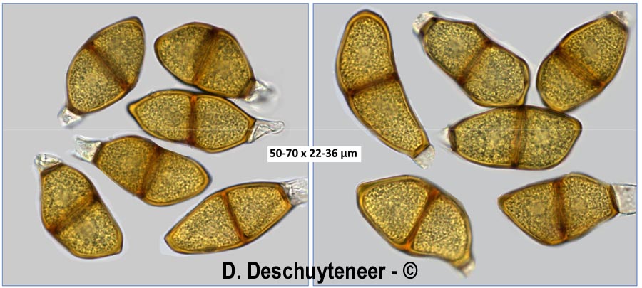 Puccinia liliacearum