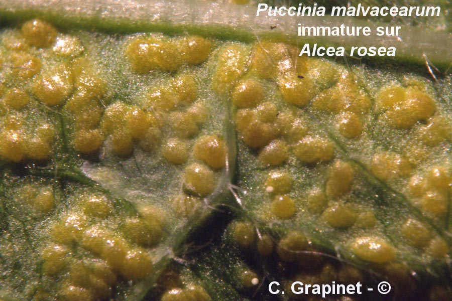 Puccinia malvacearum