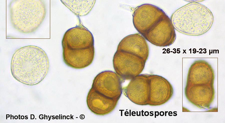 Puccinia menthae