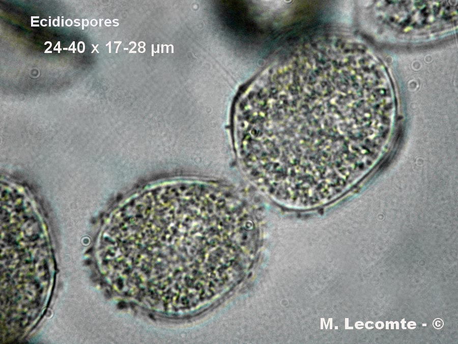 Puccinia menthae