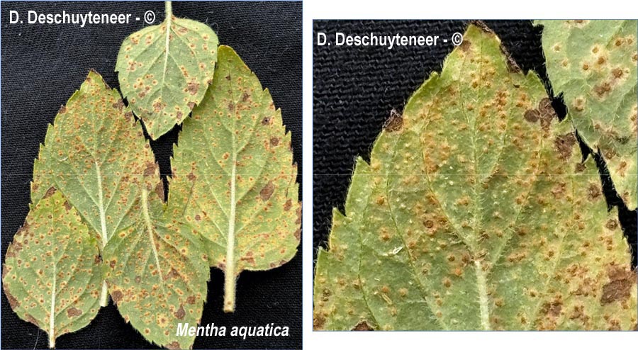 Puccinia menthae
