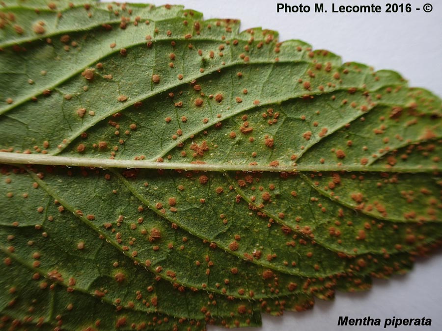 Puccinia menthae