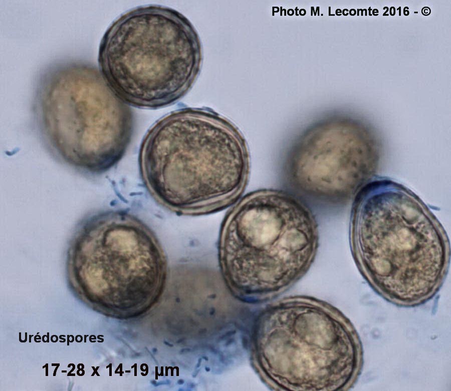 Puccinia menthae