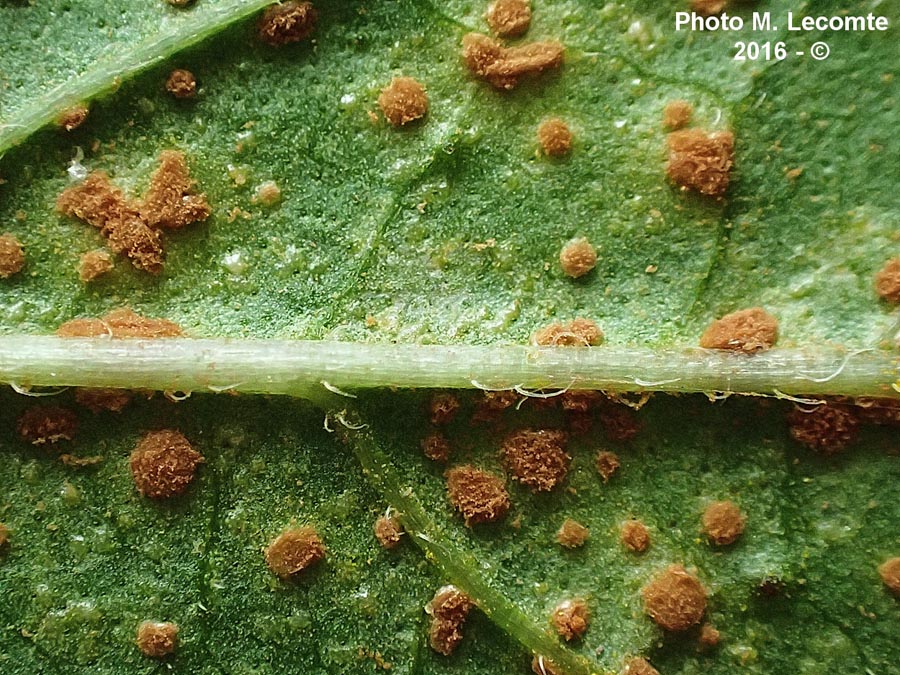 Puccinia menthae